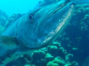 Explore the Sea Life at Point Danger Marine Sanctuary: Marine Conservation